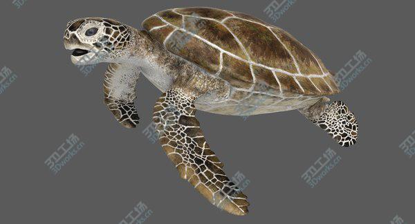 images/goods_img/20210312/Green Sea Turtle RIgged 3D model/2.jpg